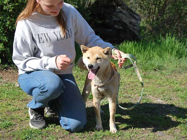 pfotenretterungarn Kenai neu (14)