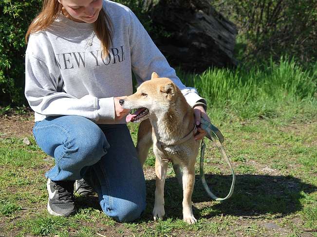 pfotenretterungarn Kenai neu (15)