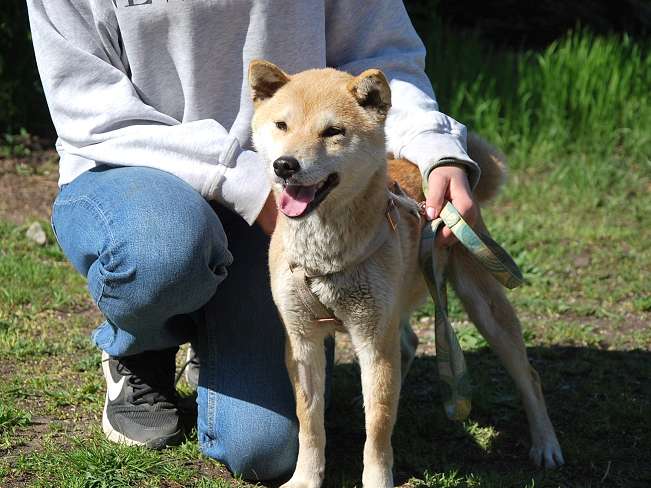 pfotenretterungarn Kenai neu (16)