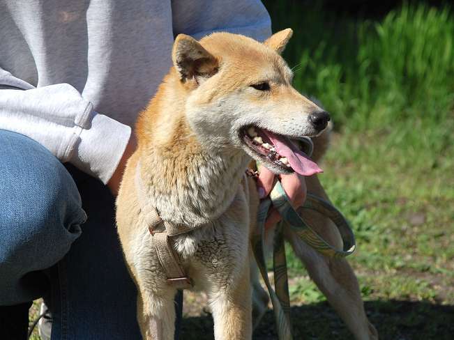 pfotenretterungarn Kenai neu (17)