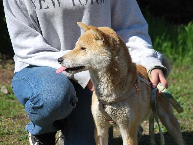 pfotenretterungarn Kenai neu (18)