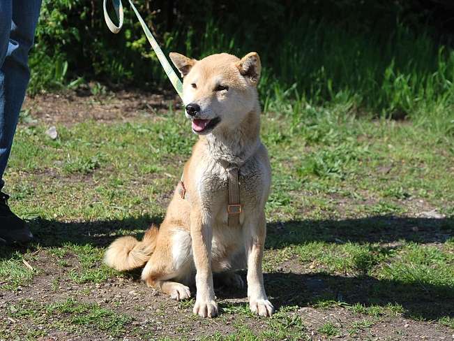 pfotenretterungarn Kenai neu (19)