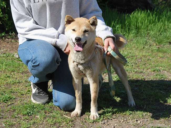 pfotenretterungarn Kenai neu (2)