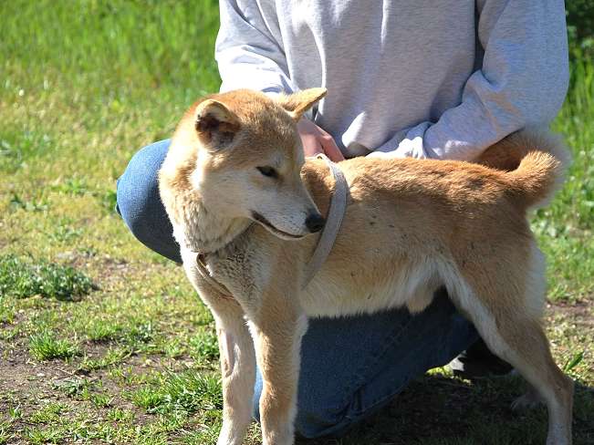 pfotenretterungarn Kenai neu (3)