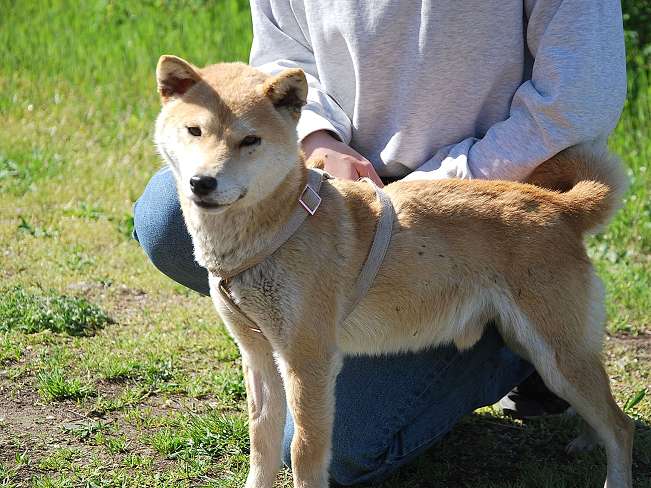 pfotenretterungarn Kenai neu (4)