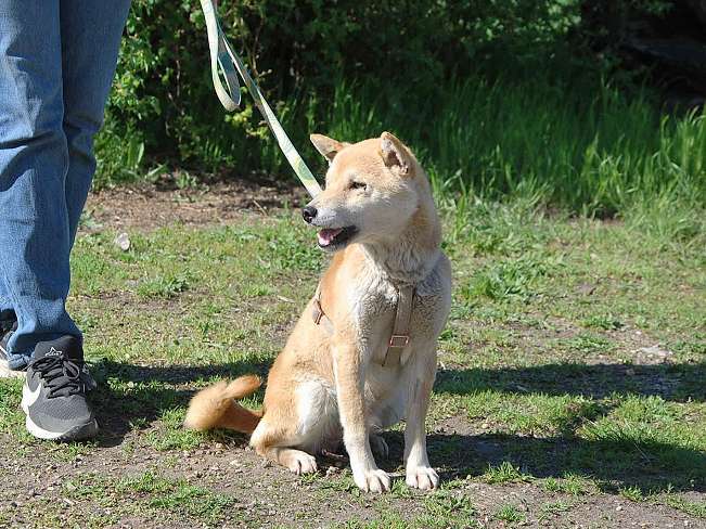 pfotenretterungarn Kenai neu (5)