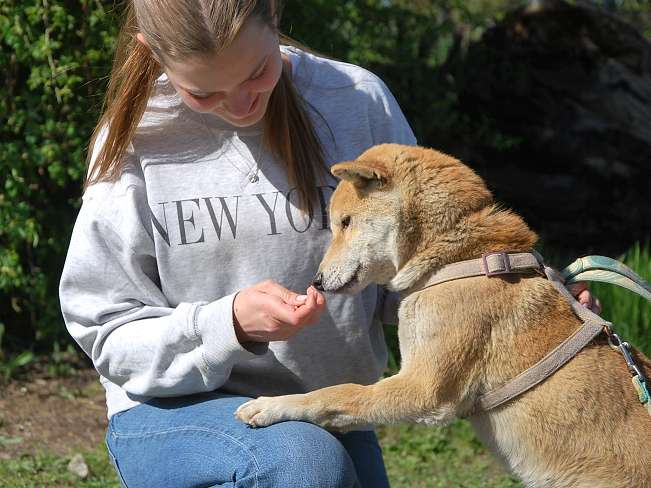 pfotenretterungarn Kenai neu (7)