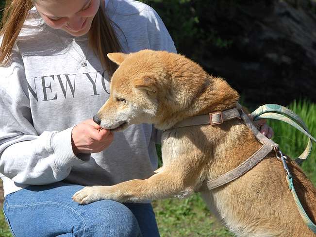 pfotenretterungarn Kenai neu (8)
