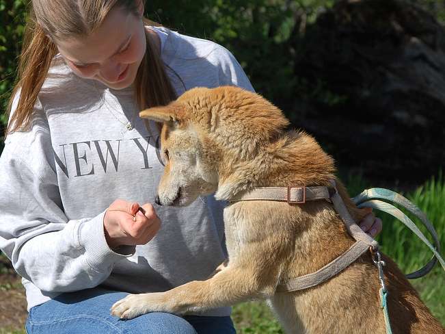 pfotenretterungarn Kenai neu (9)