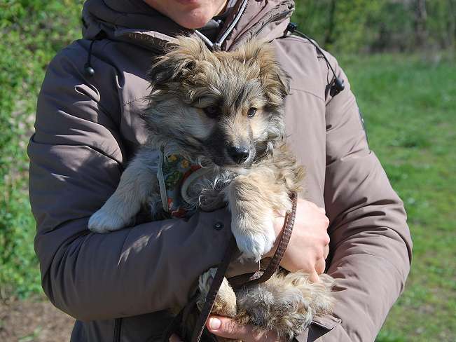 pfotenretterungarn Kling (1)