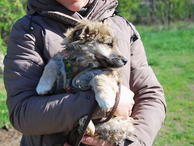 pfotenretterungarn Kling (10)