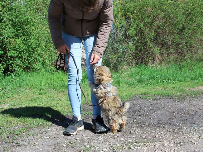 pfotenretterungarn Kling (13)