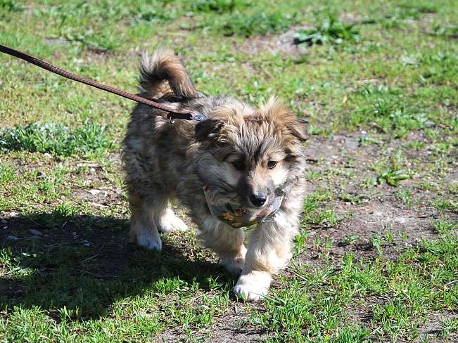 pfotenretterungarn Kling (14)