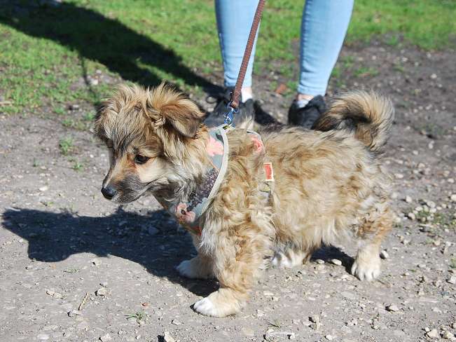 pfotenretterungarn Kling (16)