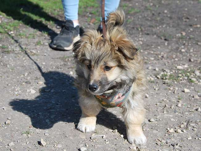 pfotenretterungarn Kling (17)