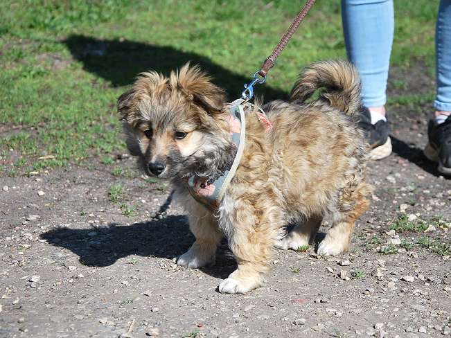 pfotenretterungarn Kling (3)