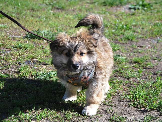 pfotenretterungarn Kling (4)