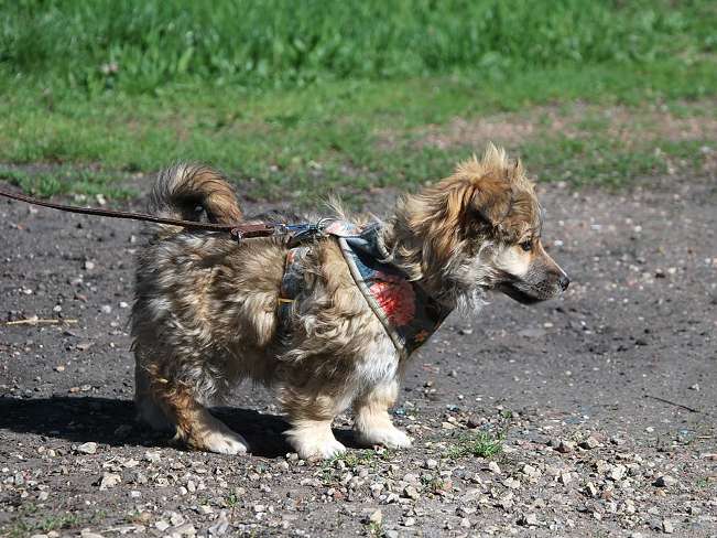 pfotenretterungarn Kling (5)