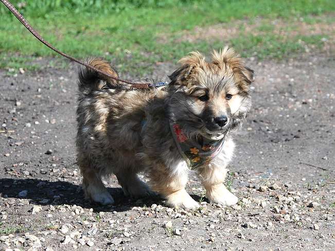 pfotenretterungarn Kling (6)