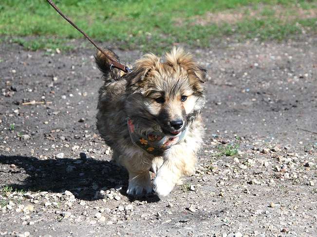 pfotenretterungarn Kling (7)