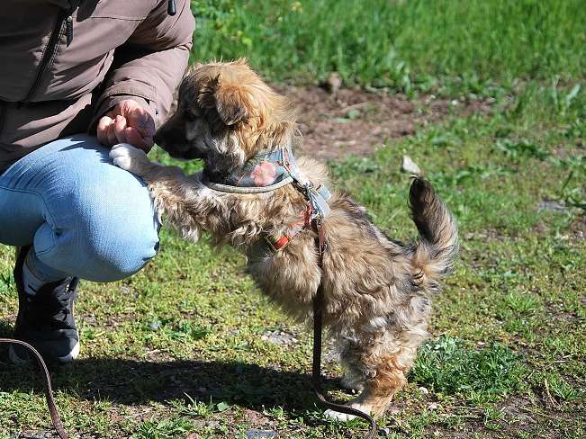 pfotenretterungarn Kling (8)