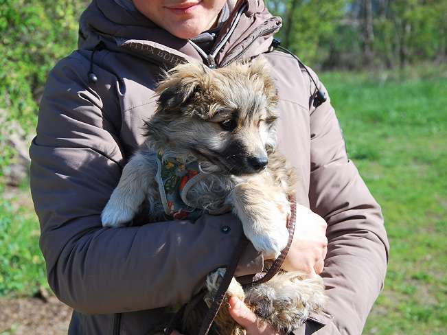 pfotenretterungarn Kling (9)