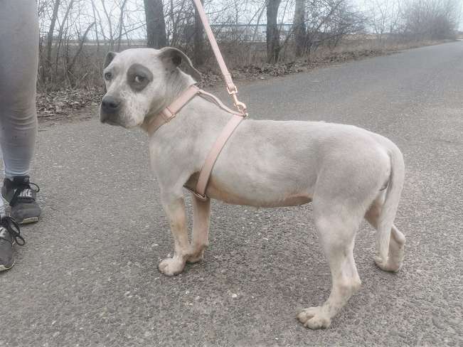 pfotenretterungarn Lady_Luz (1)