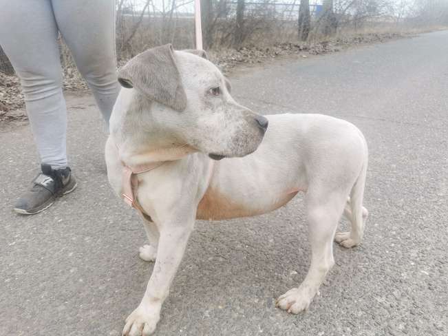 pfotenretterungarn Lady_Luz (13)