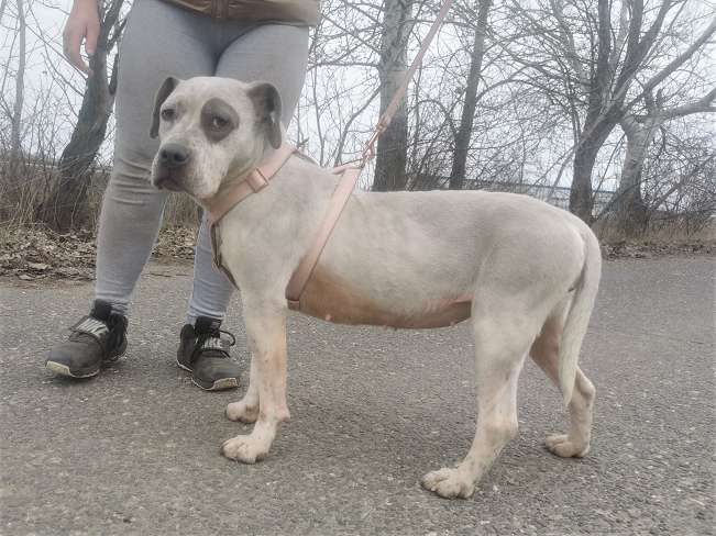 pfotenretterungarn Lady_Luz (15)