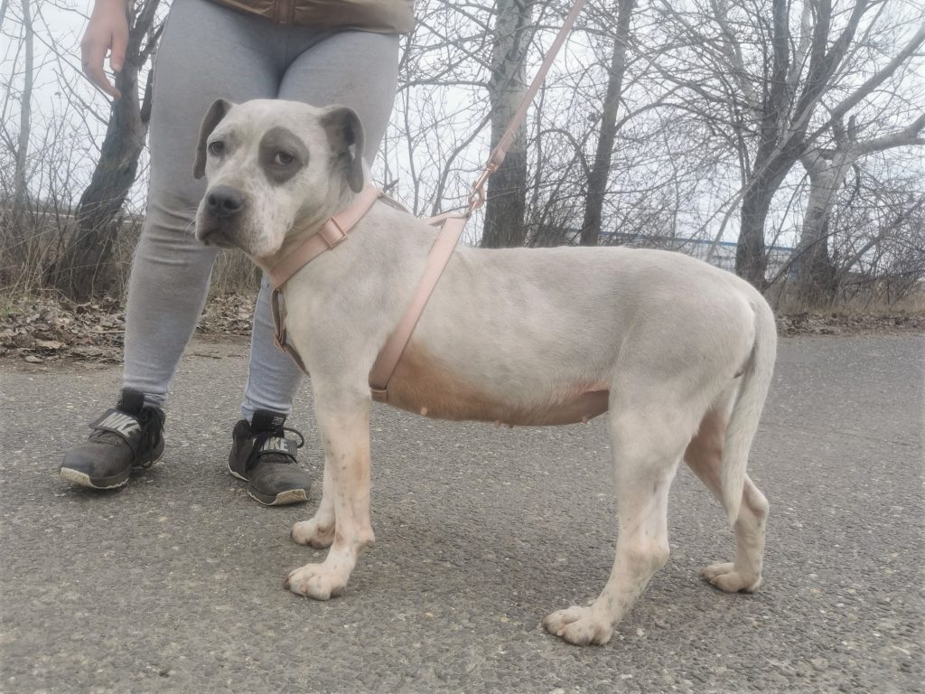 pfotenretterungarn Lady_Luz (15)