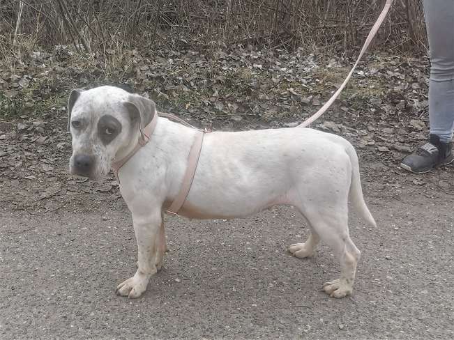 pfotenretterungarn Lady_Luz (18)