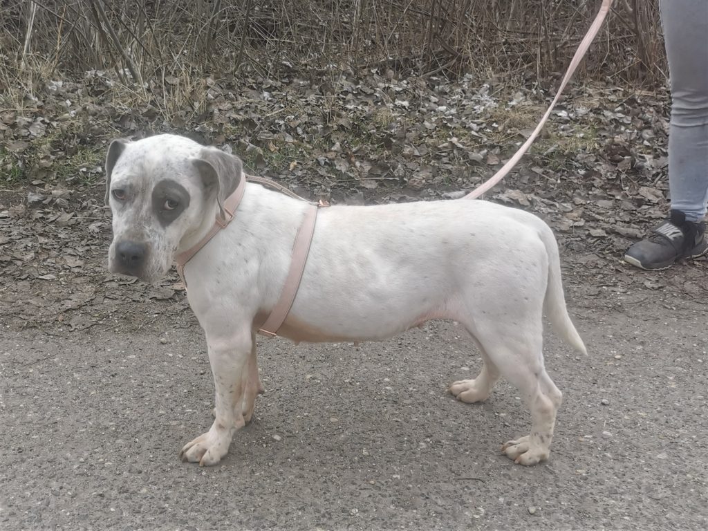 pfotenretterungarn Lady_Luz (18)