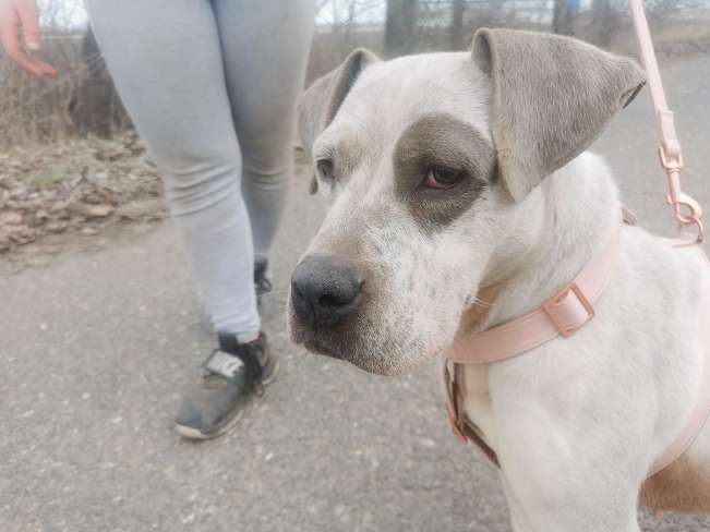 pfotenretterungarn Lady_Luz (2)