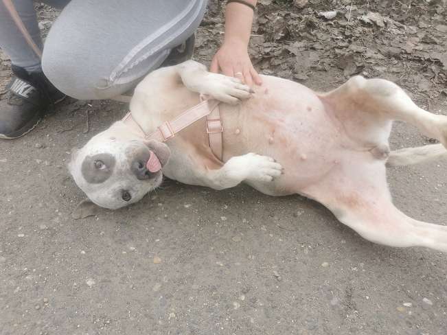 pfotenretterungarn Lady_Luz (4)