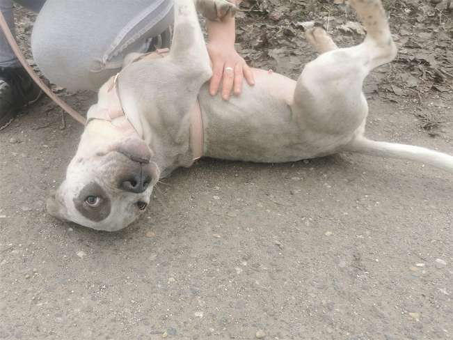 pfotenretterungarn Lady_Luz (5)