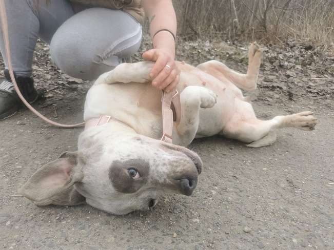 pfotenretterungarn Lady_Luz (6)