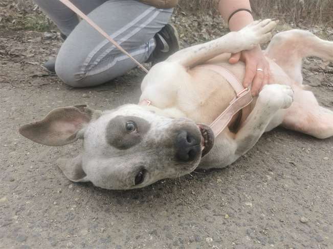 pfotenretterungarn Lady_Luz (7)