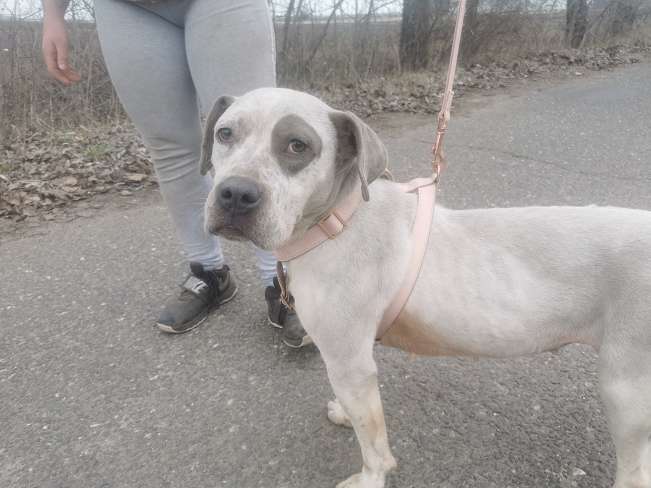 pfotenretterungarn Lady_Luz (8)