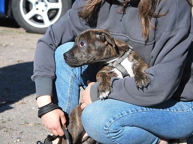 pfotenretterungarn Limbo (10)