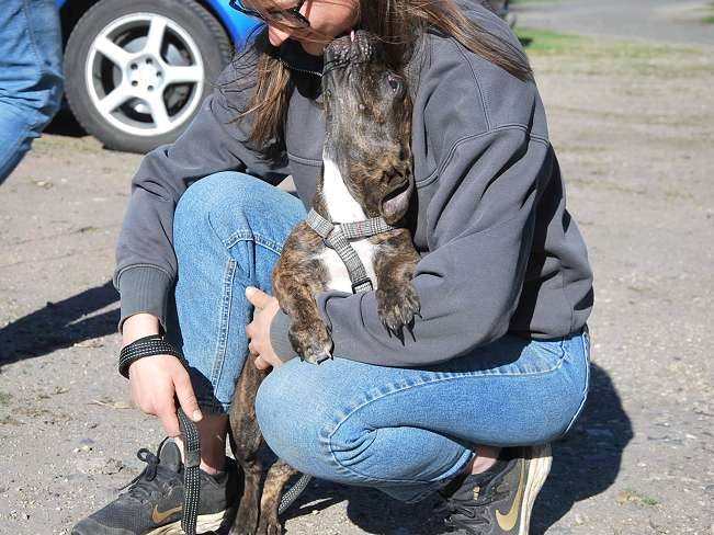 pfotenretterungarn Limbo (11)