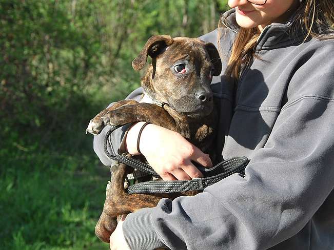 pfotenretterungarn Limbo (12)