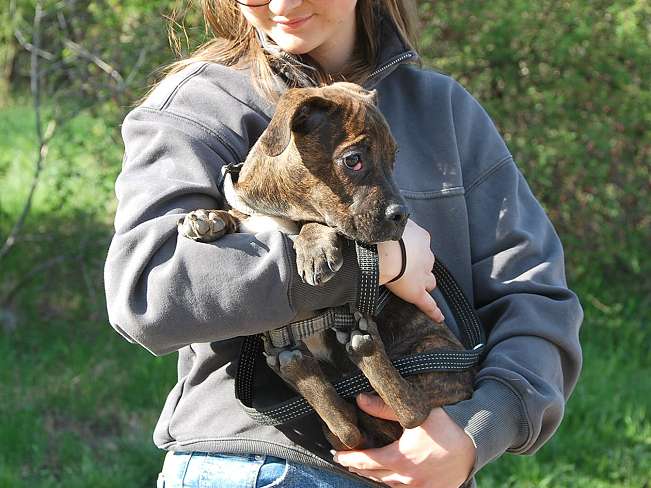 pfotenretterungarn Limbo (13)