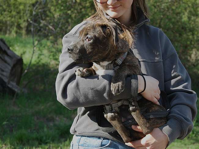 pfotenretterungarn Limbo (14)