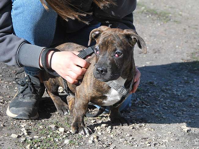 pfotenretterungarn Limbo (15)