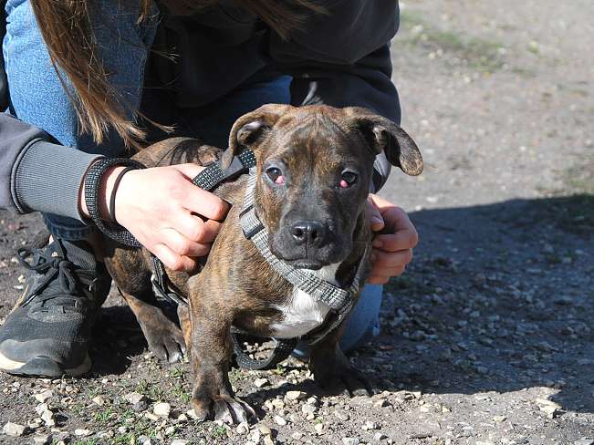 pfotenretterungarn Limbo (16)