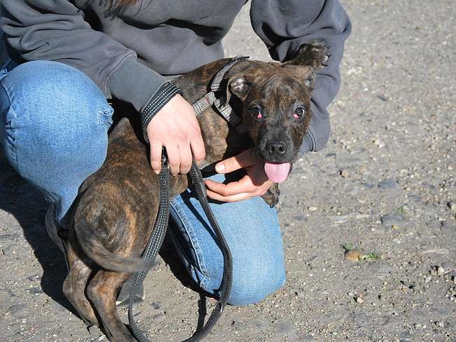 pfotenretterungarn Limbo (17)