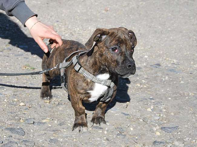 pfotenretterungarn Limbo (18)