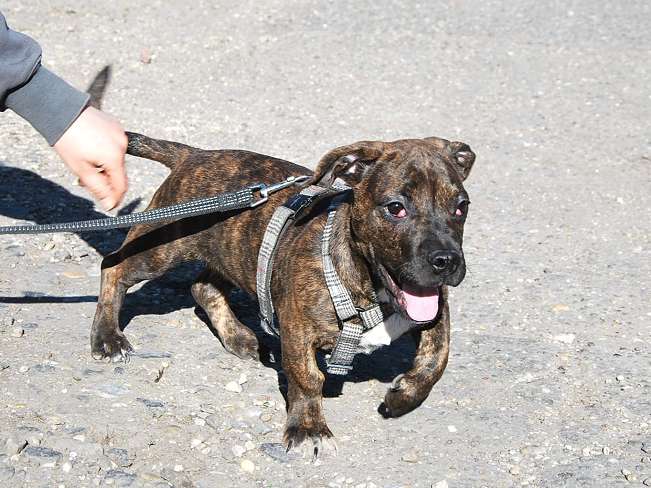 pfotenretterungarn Limbo (2)