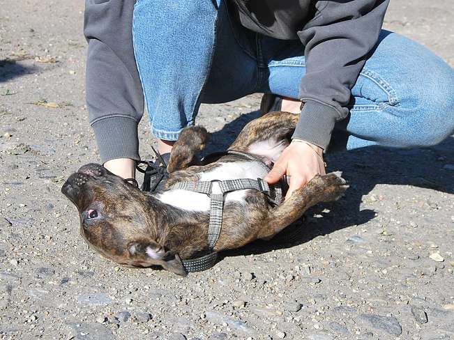 pfotenretterungarn Limbo (3)