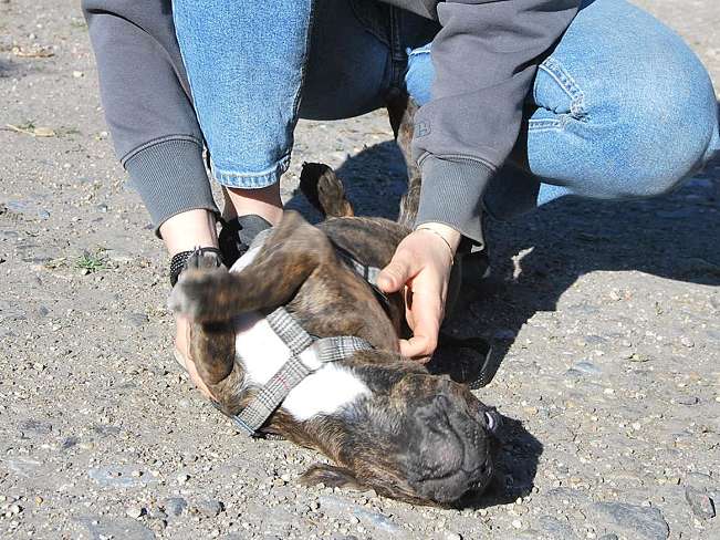 pfotenretterungarn Limbo (4)